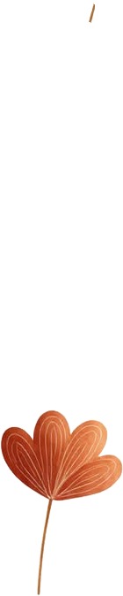 a red flower with a white background.jpg